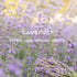 Lavender Essential Oil Roll-On - 10 ml - 100% Natural, Therapeutic Grade Oil for Skin Care, Hair Growth & Relaxation...