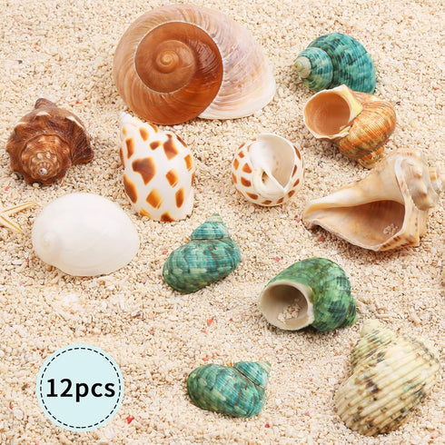 Hermit Crab Shells Medium and Large - 12PCS Growth Turbo Seashells Size 1.4"-3.2" for Small Medium and Large Crabs - Saltwater Hermit Crab Supplie...