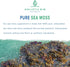Organic Sea Moss Capsules 100% Pure Caribbean Sea Moss + Dulse Seaweed | Wild Harvested | No Fillers | Rich in Antioxidants, Minerals, and Iodine ...