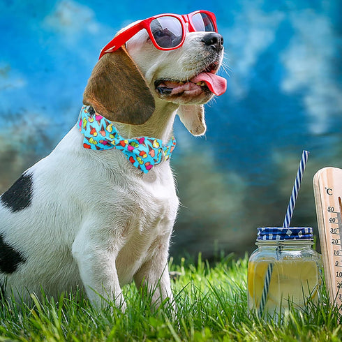 Summer Dog Collar with Bow Tie, Cotton Cute Bowtie Dog Collar, Summer Bowtie Collar for X-Large Boy Girl Dog, Comfortable Blue Dog Collar with Met...