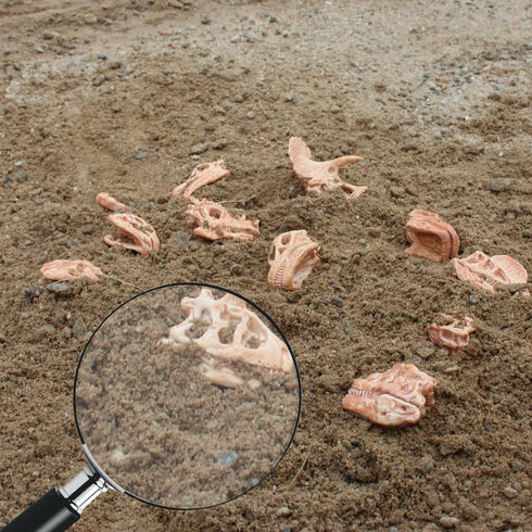 19 PCS Mini Mammal Skull Set Realistic Dinosaur Bones Prehistoric Animals Head Skeleton Playsets Ancient Daeodon Mastodon Collection Figures Model...