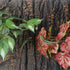 Fake Reptile Plants for Reptile Terrarium Plants, Reptile Plant Décor, Turtle Tank Plants with Suction Cup...