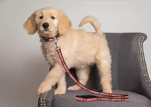 Pets First Collegiate Pet Accessories, Dog Leash, Indiana Hoosiers, Large...