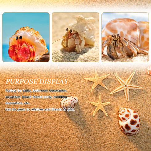 Hermit Crab Shell - Openning Size 0.6"-2" Medium to Large Growth Turbo Seashells Natural Sea Shells for Hermit Crab Supplies, Aquarium Décor, Naut...