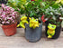 Ebrima Set of 3 Cute Animal Figurines Planter Pot Hanger Decorations, Resin Hanging Climbing Frog Sculpture Outdoor Statues Ornaments for Flower P...