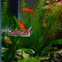 Shrimp Feeding Dish Square Fish Tank Feeding Bowl Clear Acrylic Aquarium Feeder Bowl with Suction Cup...