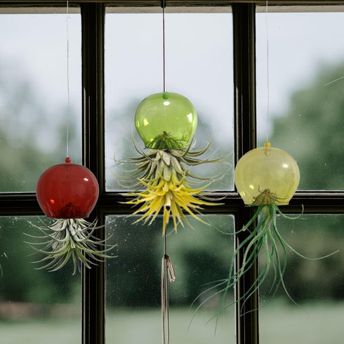 3 Pack Glass Air Plant Holder, Hanging Air Plant Stand Jellyfish Octopus Decorative Display Container for Home Office Wall Garden (3PCS)...