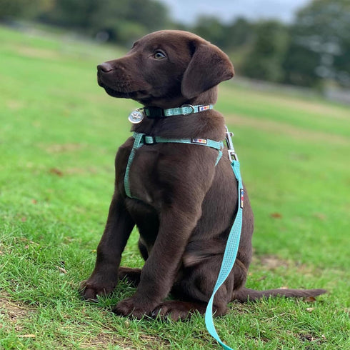 Pawtitas Reflective Dog Collar Adjustable Dog Collars for Small Dogs Puppy Collar Extra Small Dog Collar Teal Dog Collar...