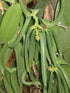 25 Split Extract Grade B Madagascar Bourbon Natural Vanilla Beans 5~6" by Vanilla Products USA...