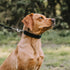 Herm Sprenger Black Nylon Cover for Ultra-Plus Pinch Dog Collar for Small Medium Large Dogs Durable Protector for Dog Training Prong Collar (11.5i...