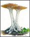 Posterizer 1 pcs-botanical illustration of two parasol mushrooms -2-Floral & Botanical Art-Teachers & Classrooms-Living Room Bedroom Decor- unfram...