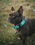 Tactical Dog Collar - Adjustable Military Training Nylon Reflective Collar with Handle and Heavy Duty Durable Metal Buckle for Medium Large Dogs, ...