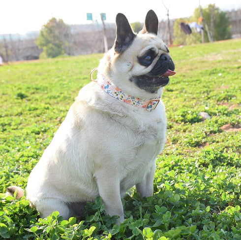 Dog Collar, Cute Flower Floral Patterns Pet Collars for Girl Female Boy Small Medium Large Dogs, Strong Rose Gold Metal Buckle, Soft Cotton Adjust...