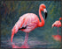 Posterizer 1 pcs- beautiful flamingos in the water-Art for Animal Lovers-Landscape & Nature Art- Living Room Bedroom Decor- unframed wall art...