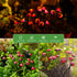 2 Pack Solar Light for Outside: Ladybug Path Lights for Pathway Yard Art Garden Decor - High Flexibility Swaying Outdoor Lights - Unique Gifts...