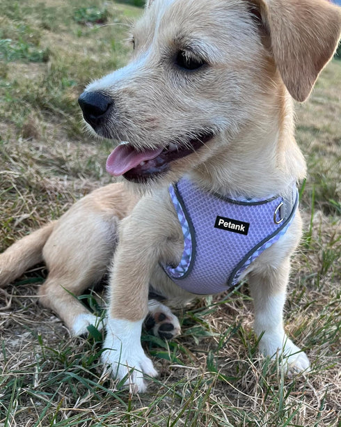 Petank Dog Harness for Small Medium Dogs No Pull, Puppy Harness and Leash Set, Easy Walk Dog Harness for Walking, Running, Training, Small Dog Har...