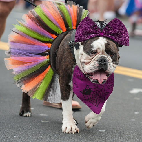 6 Pieces Pet Halloween Costume Dog Accessories includes Tulle Tutu Skirt Halloween Dog Bandana Cute Headband Wizard Hat with Spider Halloween Cost...