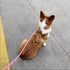 12FT / 20FT Anti-Choke Long Training Lead, 3/8" Thick Slip Lead Rope Leash with Comfortable Handle, Reflective Nylon No Pull Leash for Medium Larg...
