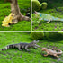 Toymany 12PCS Reptile Animal Figurine Toys Set, Cold Blooded Amphibians Desert Animal Figures with Komodo Dragon Lizard Snake Chameleon Rainforest...