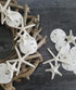 Tumbler Home Sand Dollars and Starfish for Crafts, 3 Real Starfish (4"-6") and 3 Sand Dollars (3"-3.5") in Bulk...