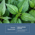 Eclectic Herb - Nettle Quercetin Capsules | Non-GMO, Vegan | 90 CT...