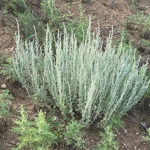 CHUXAY GARDEN Artemisia Frigida Seed 100 Seeds Fringed Sagebrush Herb Plant Attractive Serrated Pointy Leaves Fast Growing & Maintain...