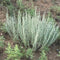 CHUXAY GARDEN Artemisia Frigida Seed 100 Seeds Fringed Sagebrush Herb Plant Attractive Serrated Pointy Leaves Fast Growing & Maintain...