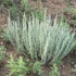 CHUXAY GARDEN Artemisia Frigida Seed 100 Seeds Fringed Sagebrush Herb Plant Attractive Serrated Pointy Leaves Fast Growing & Maintain...