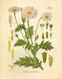 Ink Inc. Botanical Prints Wildflower Prints Floral Wall Art - Set of 6-8x10 - Unframed...