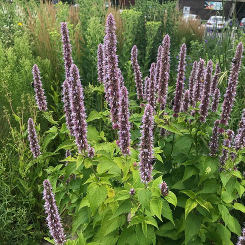 CHUXAY GARDEN Anise Hyssop Seed 50 Seeds Agastache Foeniculum Lavender Hyssop Plant Attract Butterflies and Bees Perennial Herb Plants Makes Great...