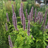 CHUXAY GARDEN Anise Hyssop Seed 50 Seeds Agastache Foeniculum Lavender Hyssop Plant Attract Butterflies and Bees Perennial Herb Plants Makes Great...