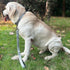 Large Dog Short Leash with Nylon Belting and Soft Padded Handle Lead.(18 Inches, Ultimate Grey)...