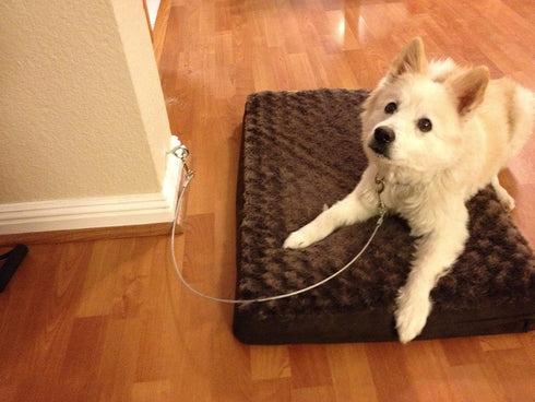 Dog Training Tie Out Cable, 3 Ft Begging Jumping Destructive Chewing Housetraining Counter Surfing Teething Puppy Potty Training Tether Chew Proof...