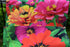 Decorative Zinnia Butterfly Honeybee Garden Flag Colorful Spring Summer Blooms Double Sided 12.5 X 18 Inch...