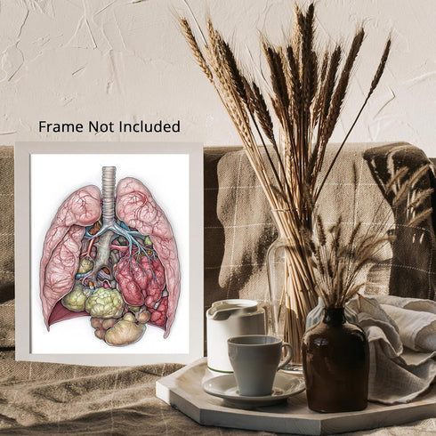 Posterizer 1 pcs-detailed anatomical illustration of the human lungs 2-Teachers & Classrooms-Abstract & Modern Art-School and classroom art- unfra...