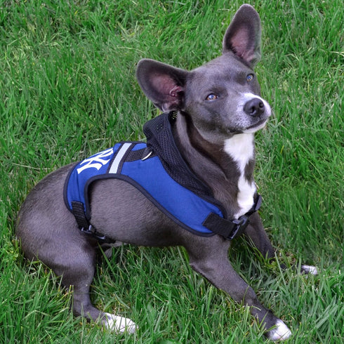Pets First Collegiate Pet Accessories, Hooded Harness, Wisconsin Badgers, Medium...