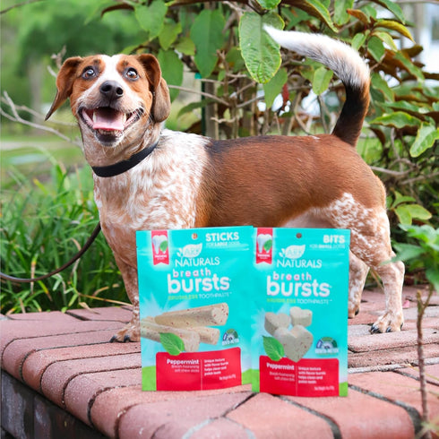 ARK NATURALS Breath Bursts Brushless Toothpaste Dog Treats, Dog Dental Bits for Small Breeds, Unique Texture Helps Clean Teeth & Freshen Breath, P...