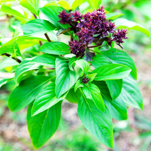 Mexican Basil with Cinnamon Flavor Exotic Herb Garden Seeds for Planting 200+ Seeds...