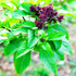 Mexican Basil with Cinnamon Flavor Exotic Herb Garden Seeds for Planting 200+ Seeds...