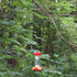 Perky-Pet 131TF 16-Ounce Glass Top Fill Hummingbird Feeder, Red...