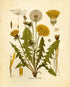 Ink Inc. Botanical Prints Wildflower Prints Floral Wall Art - Set of 6-8x10 - Unframed...