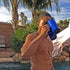 Beer Mug - Blue...