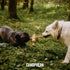 Dog chew Made of Coffee Wood and Coconut Rope - Size Small - 2pack...
