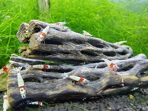 Natural Cholla Wood for Aquarium Decoration Shrimp and Fish Tank (4 Inch (5 Pack))...