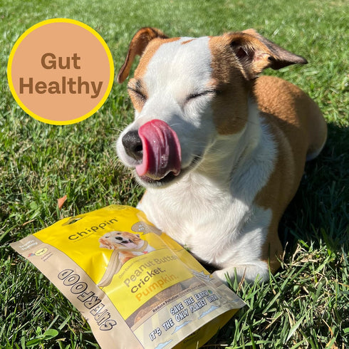 Peanut Butter, Cricket, Pumpkin Gut Health Dog Treats (5oz, 2-Pack) | Limited Ingredients, Hypoallergenic, Natural Prebiotic | Pet Superfood Train...