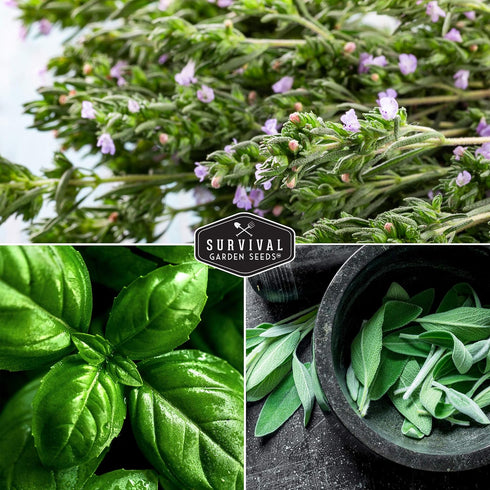 Survival Garden Seeds - Italian Herb Collection Seed Vault - Basil, Oregano, Thyme, Sage, Flat Leaf Parsley - Non-GMO Heirloom Varieties of Culina...