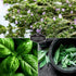 Survival Garden Seeds - Italian Herb Collection Seed Vault - Basil, Oregano, Thyme, Sage, Flat Leaf Parsley - Non-GMO Heirloom Varieties of Culina...