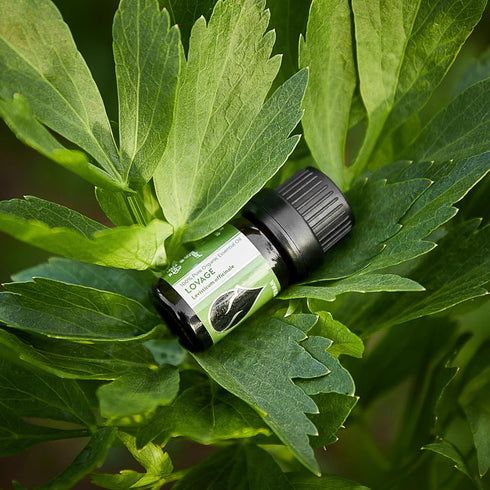 Essences Bulgaria Organic Lovage Essential Oil 1/6 Fl Oz | 5ml | Levisticum officinale | 100% Pure and Natural | Undiluted | Therapeutic Grade | F...
