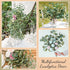 TOPHOUSE 6pcs Artificial Eucalyptus Leaves Stems Bulk 24.8” Silver Dollar Eucalyptus Artificial Greenery Silk Eucalyptus Plant for Home Wedding Fa...