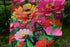 Decorative Zinnia Butterfly Honeybee Garden Flag Colorful Spring Summer Blooms Double Sided 12.5 X 18 Inch...